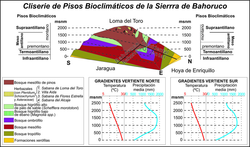 Cliserie de pisos bioclimáticos de la Sierra de Bahoruco (fuente: Martínez, 2012, a partir de Cámara, 1997)