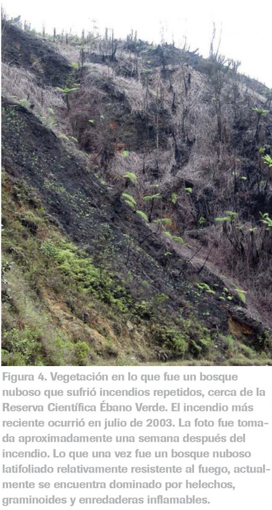 Impacto sobre el bosque nublado de la reserva científica Ébano Verde en 2003, según Myers et al (2004)