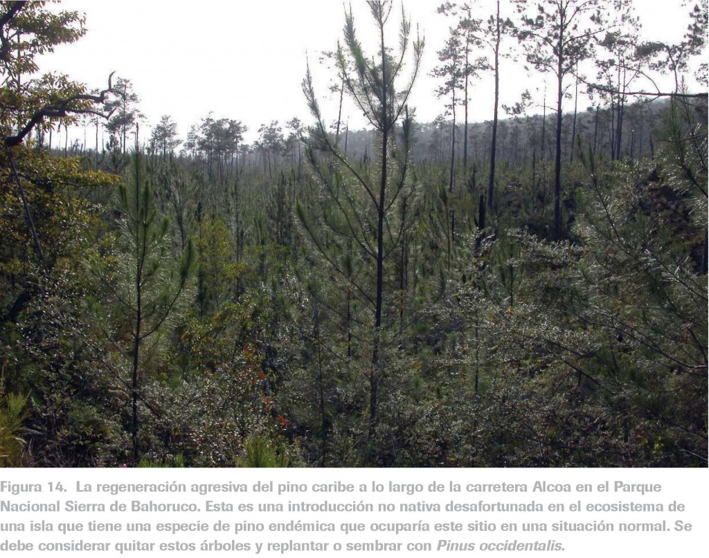 Ejemplo de regenerado de pino caribe en la sierra de Bahoruco, según Myers et al (2004)